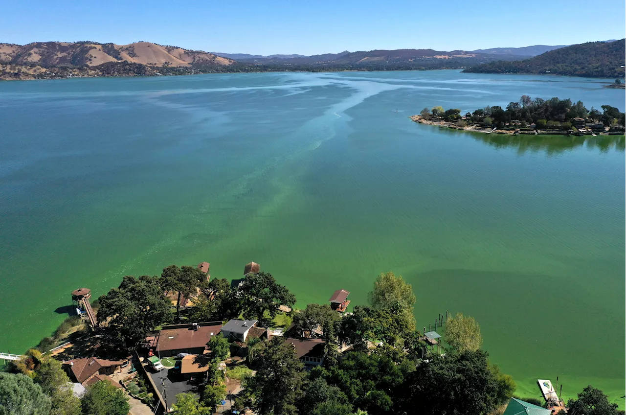 California Pet Owners Warned After Toxic Substance Found in Lake