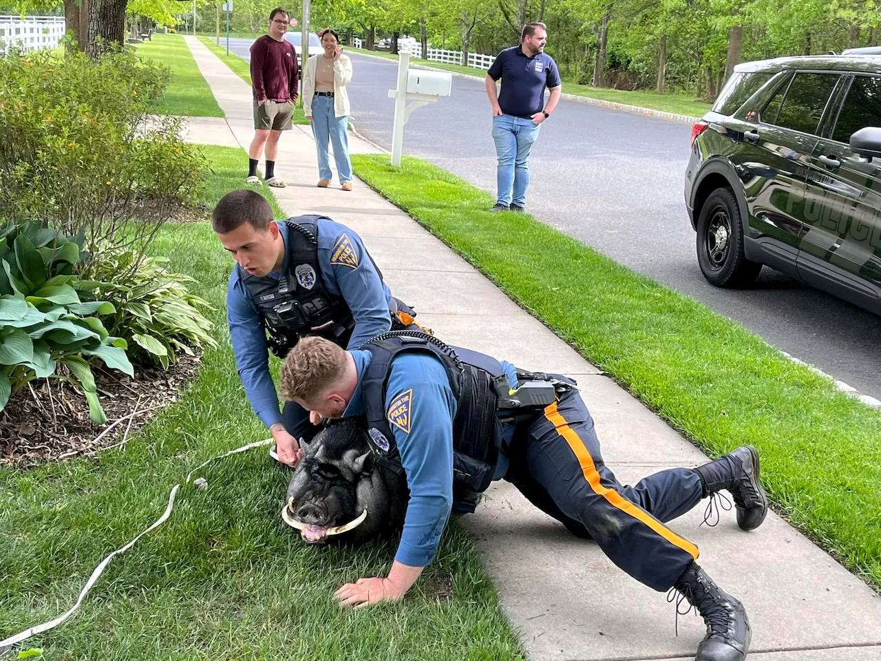 A 200-pound pig roamed N.J. town before cops wrangled it on a front lawn