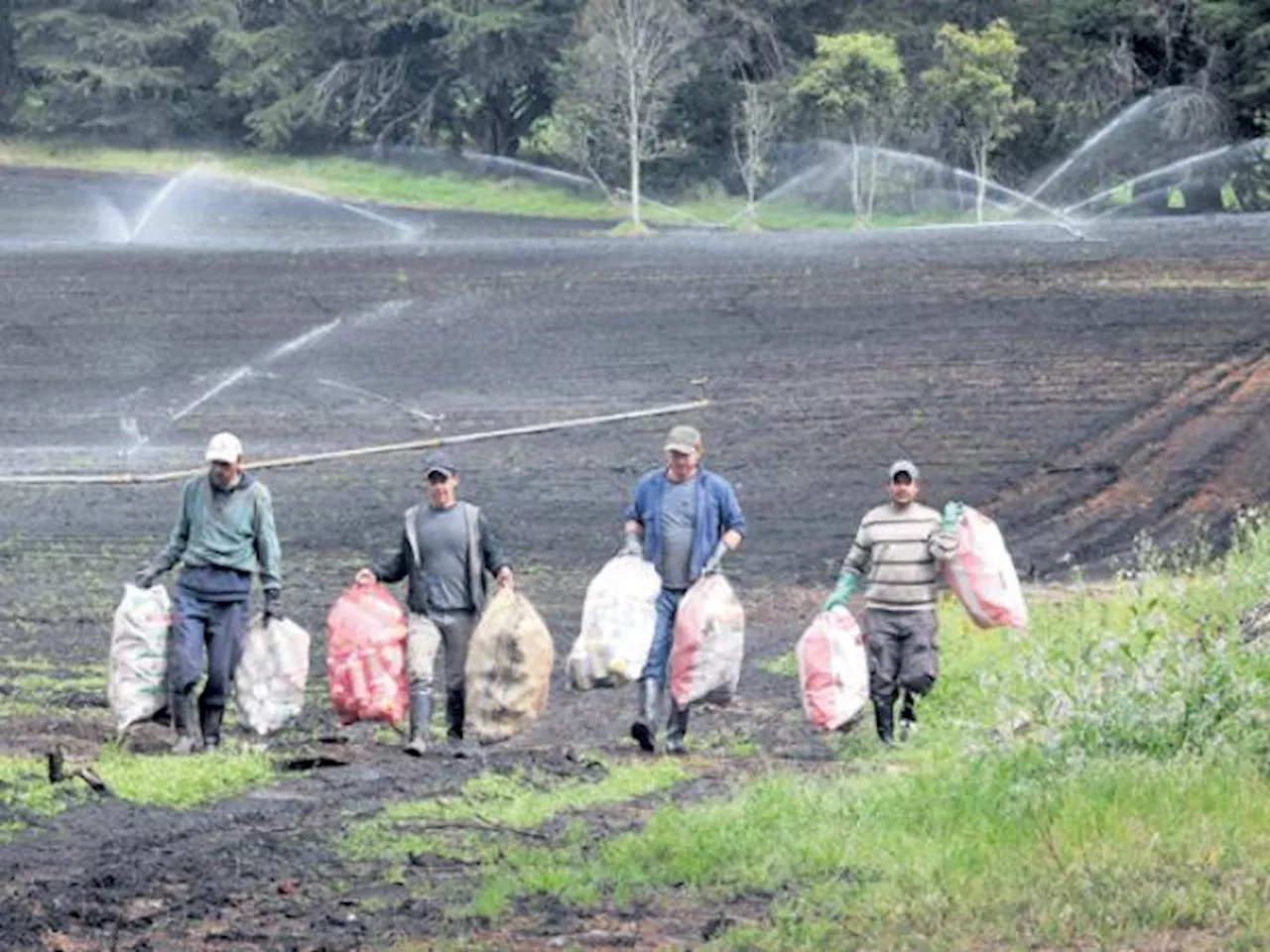 El 74 % de los campesinos asegura que su calidad de vida mejora con Acceso Colombia