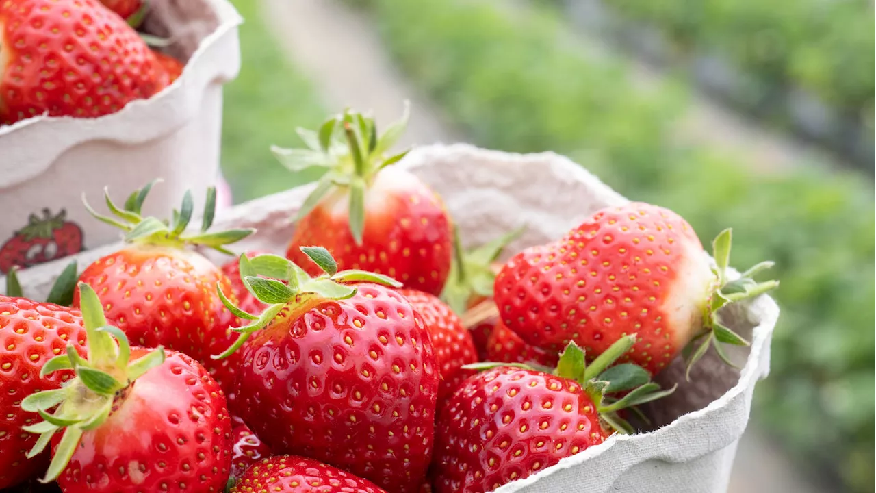 Leckeres Erdbeer-Menü: Himmlische Rezepte für Hauptspeise und Dessert mit Erdbeeren