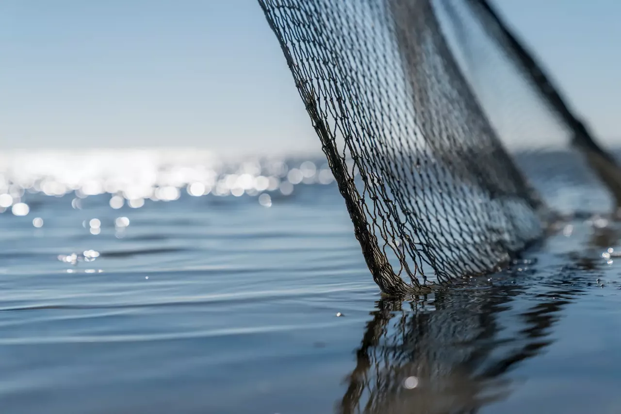 Pescadores contra nova ponte que pode impedir passagem dos peixes