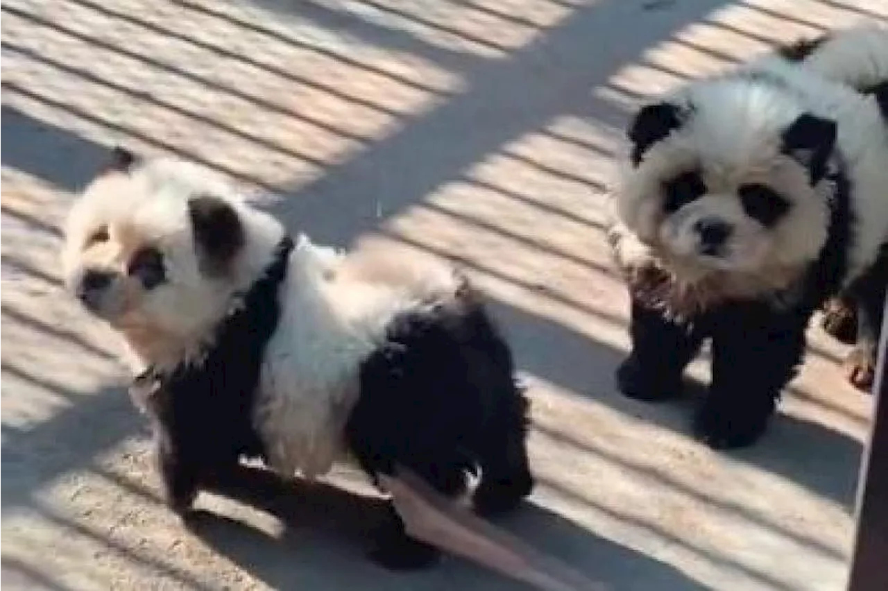 Chinese zoo starts ‘panda dog’ enclosure with dyed chow chows