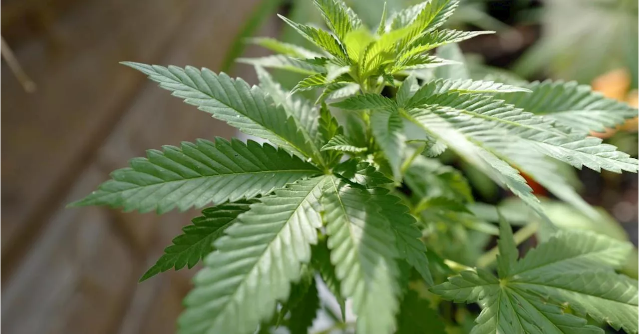 Deux jardiniers albanais devant le tribunal pour une plantation de cannabis à Monceau-sur-Sambre: ils