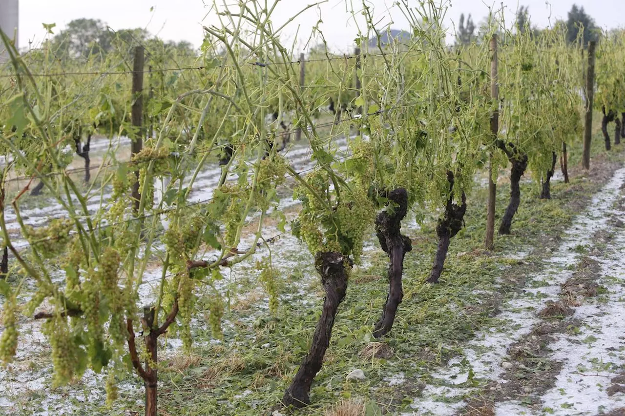 « C’était d’une telle violence » : les vignerons bergeracois sonnés après l’orage de grêle