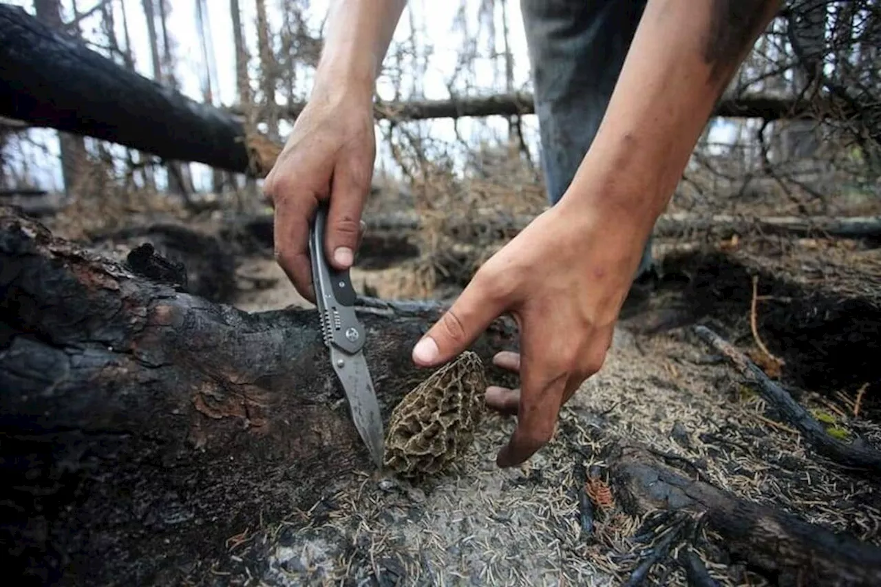 Threats against Skwlāx members escalate Shuswap mushroom conflict