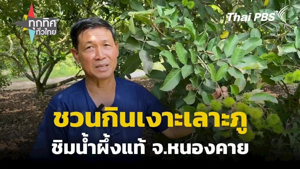  ชวนกินเงาะเลาะภูชิมน้ำผึ้งแท้ จ.หนองคาย | Thai PBS รายการไทยพีบีเอส