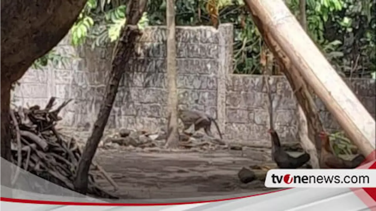 Monyet Masuk Permukiman di Sleman Efek Suhu Panas, Ini Penjelasan Taman Nasional Gunung Merapi