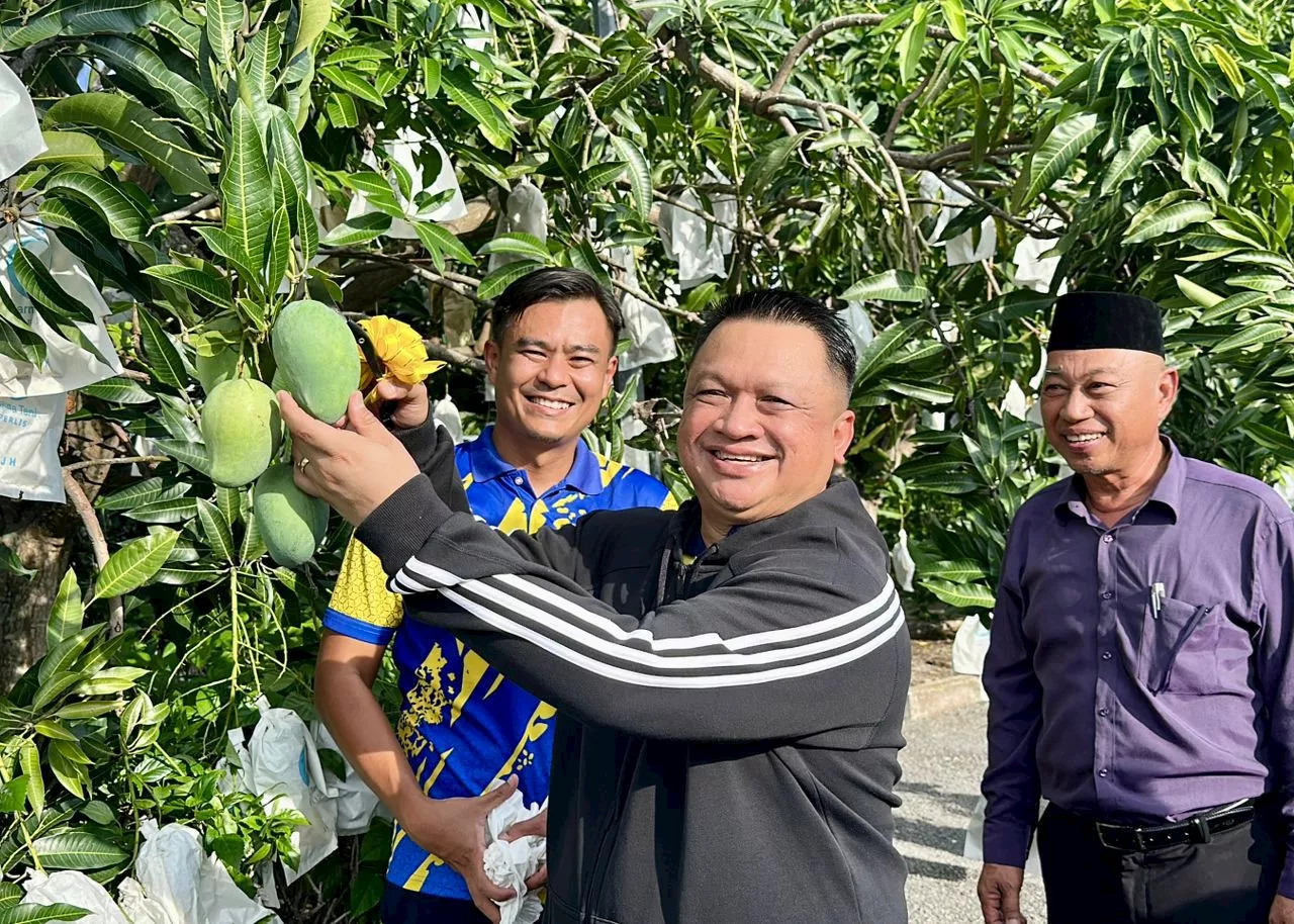 FAMA pasarkan 84,000 kg harumanis, bernilai lebih RM1.6 juta