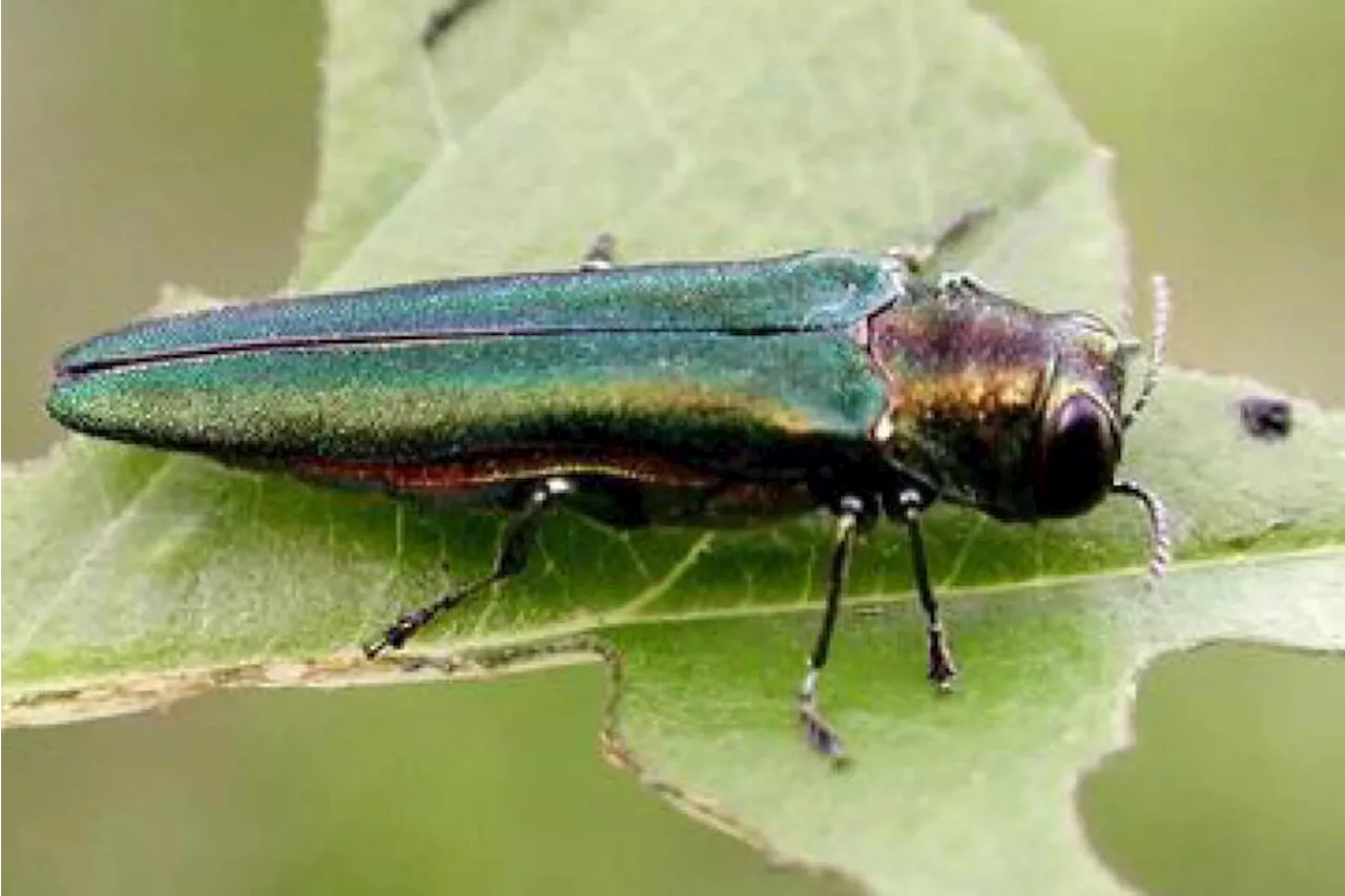 Maine Forest Service tries to manage spread of the invasive pest, Emerald Ash Borer