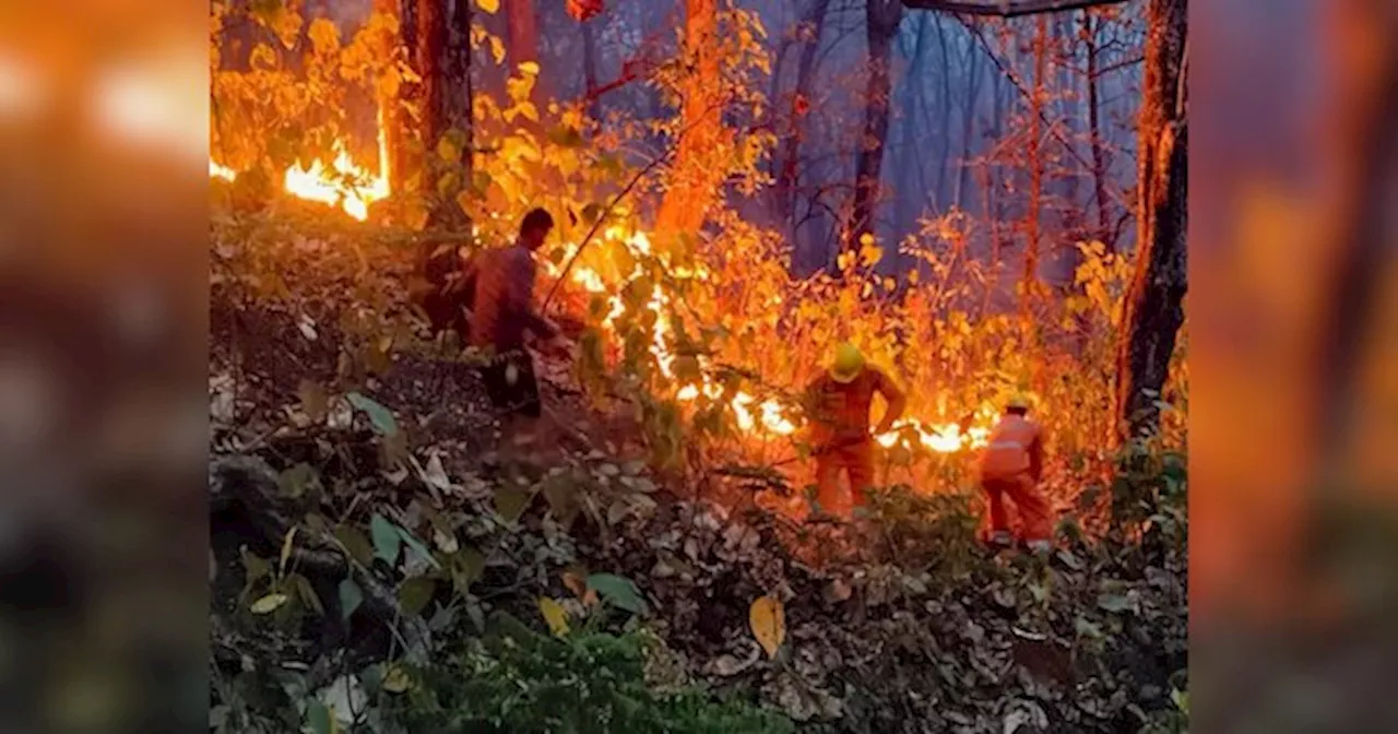 Uttrakhand News: उत्तराखंड के अलग अलग जिलों में धधकती आग हुई बेकाबू, भारी मात्रा में पशुधन भी खाक