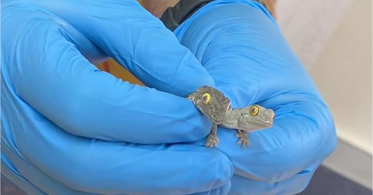 Teen charged over alleged attempt to smuggle native lizards out of Australia