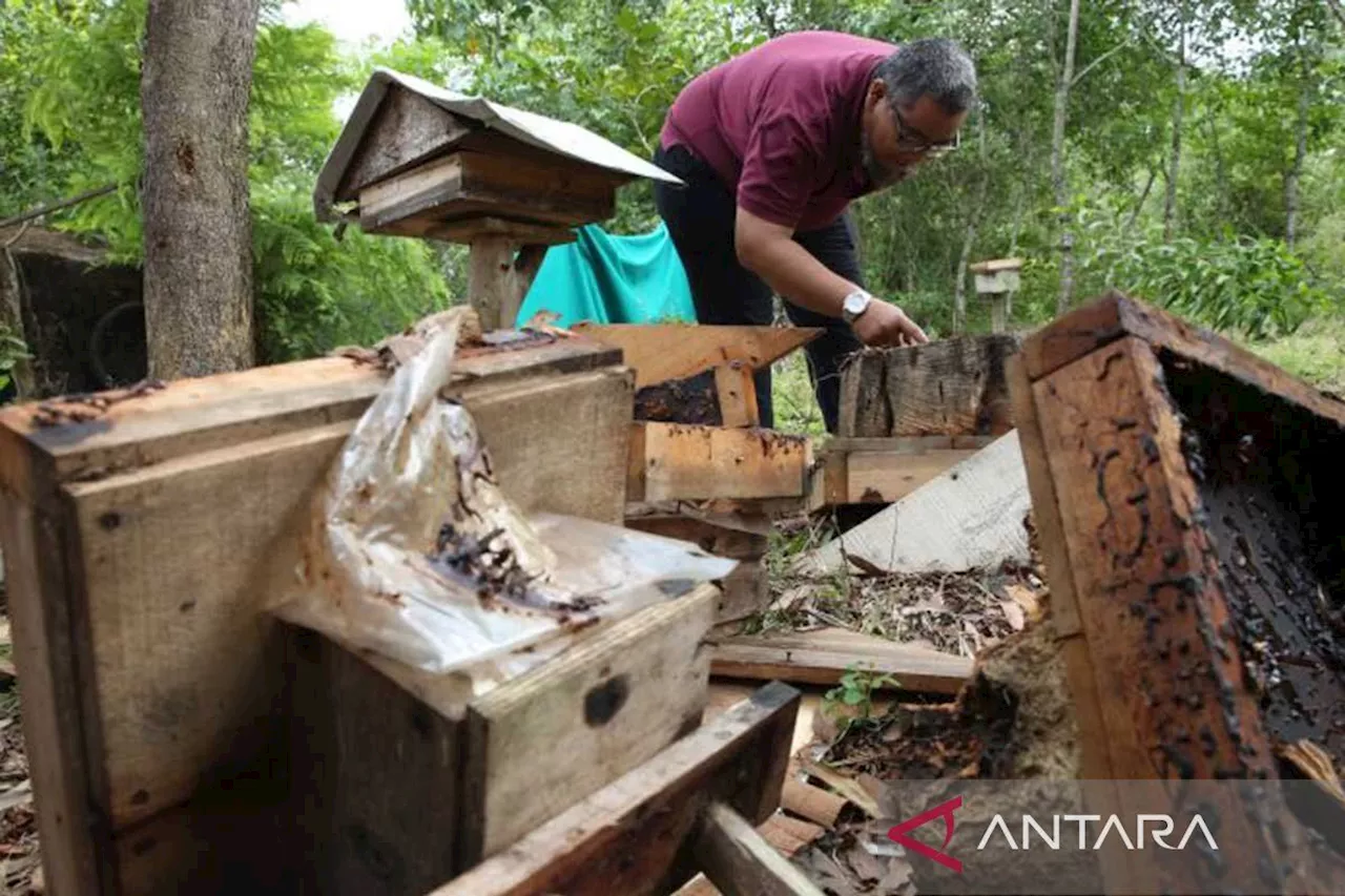 BKSDA turunkan tim atasi gangguan beruang di Aceh Besar