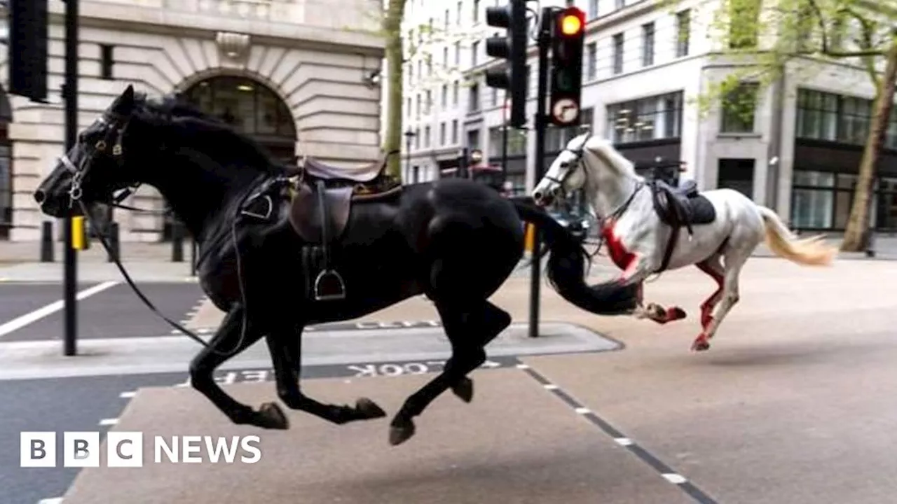 Watch: How runaway Cavalry horses caused chaos in London