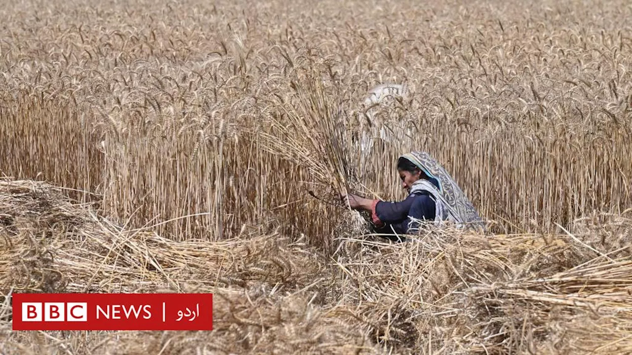 گندم خریداری کا بحران: کیا حکومت کسانوں سے اضافی گندم خرید کر اسے ذخیرہ یا برآمد کرنے کی صلاحیت نہیں رکھتی؟