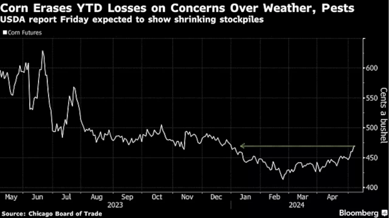 Corn Erases 2024 Losses on Concerns Over Tight Global Supplies