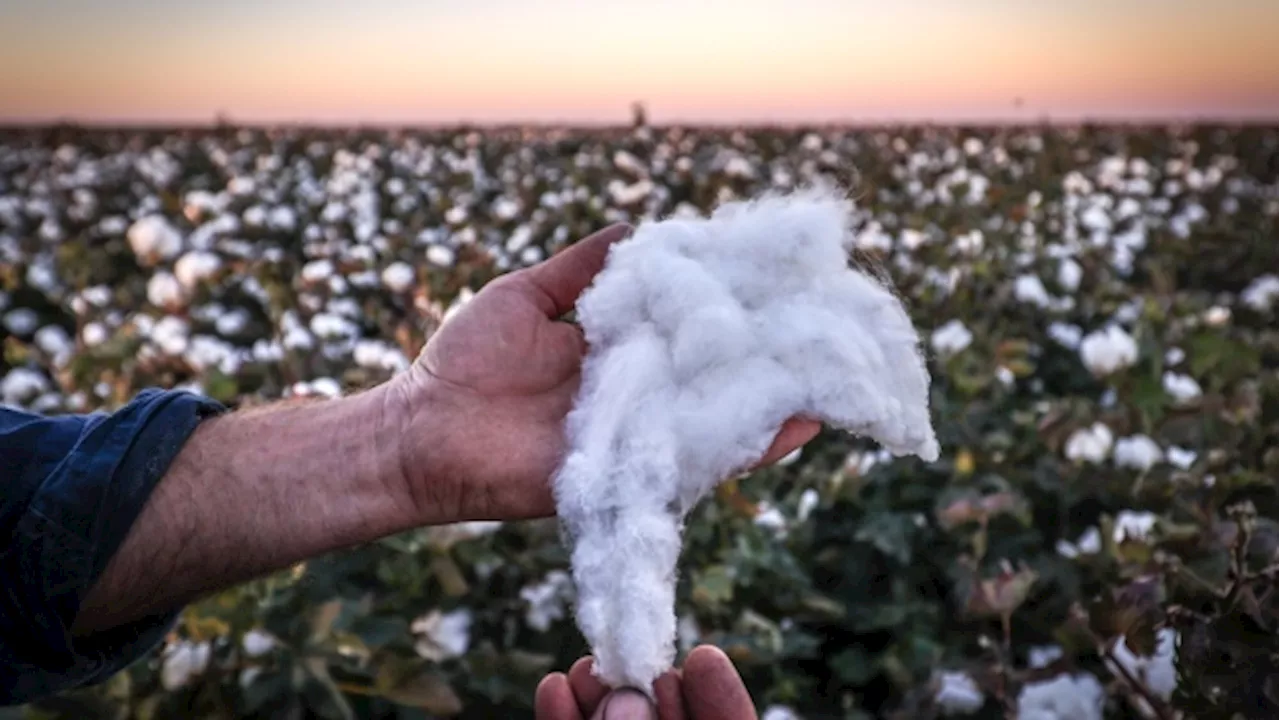 Louis Dreyfus Tops Olam Agri Offer for Australia’s Namoi Cotton