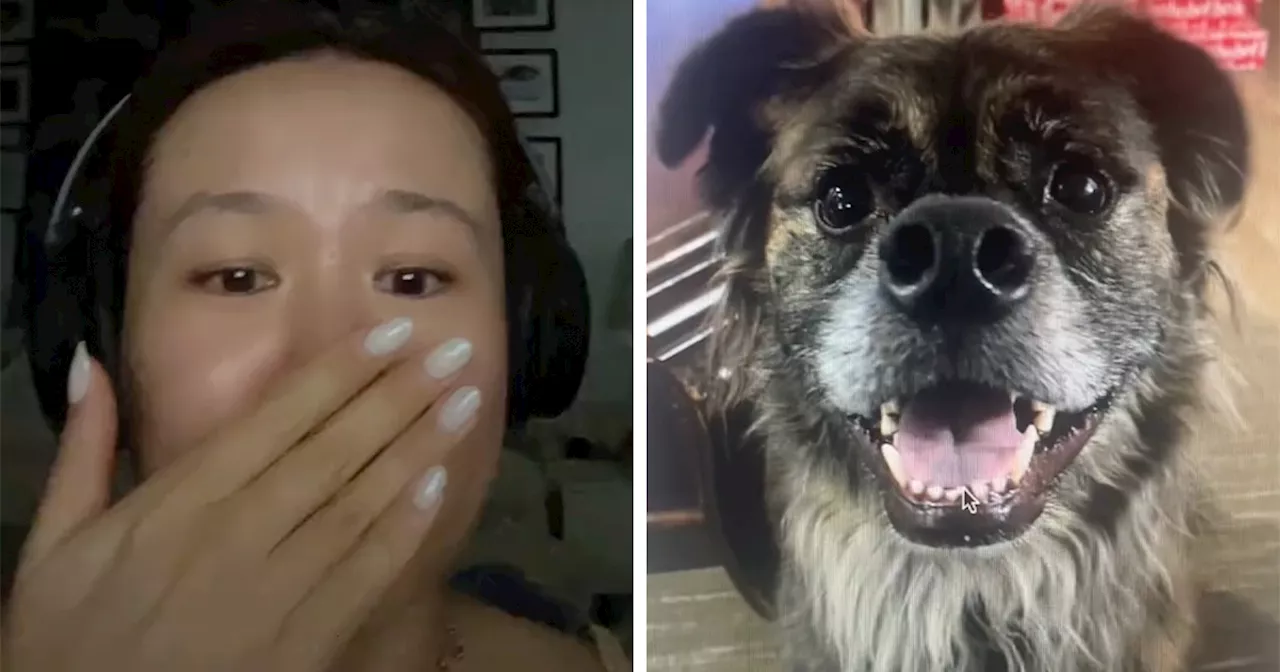 Dog Owner In Tears After Doggy DNA Test Helps Her Find Her Dog’s Relatives