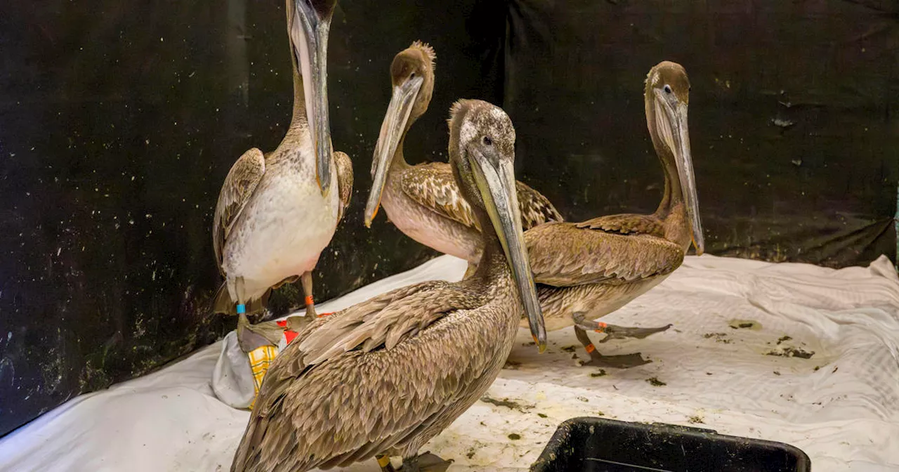 Dozens of sick and starved brown pelicans turning up on Southern California beaches