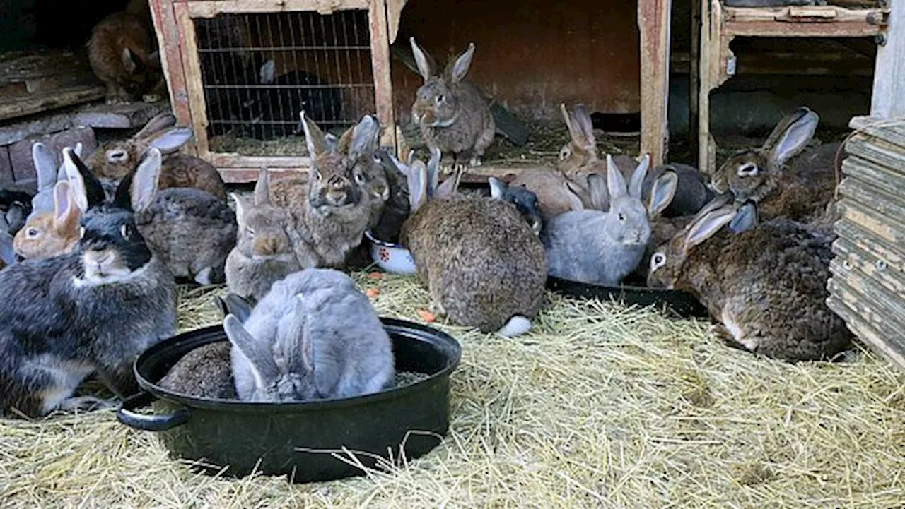 Animal Hoarding-Fall im Landkreis Teltow-Fläming: aktion tier nimmt 57 Kaninchen auf