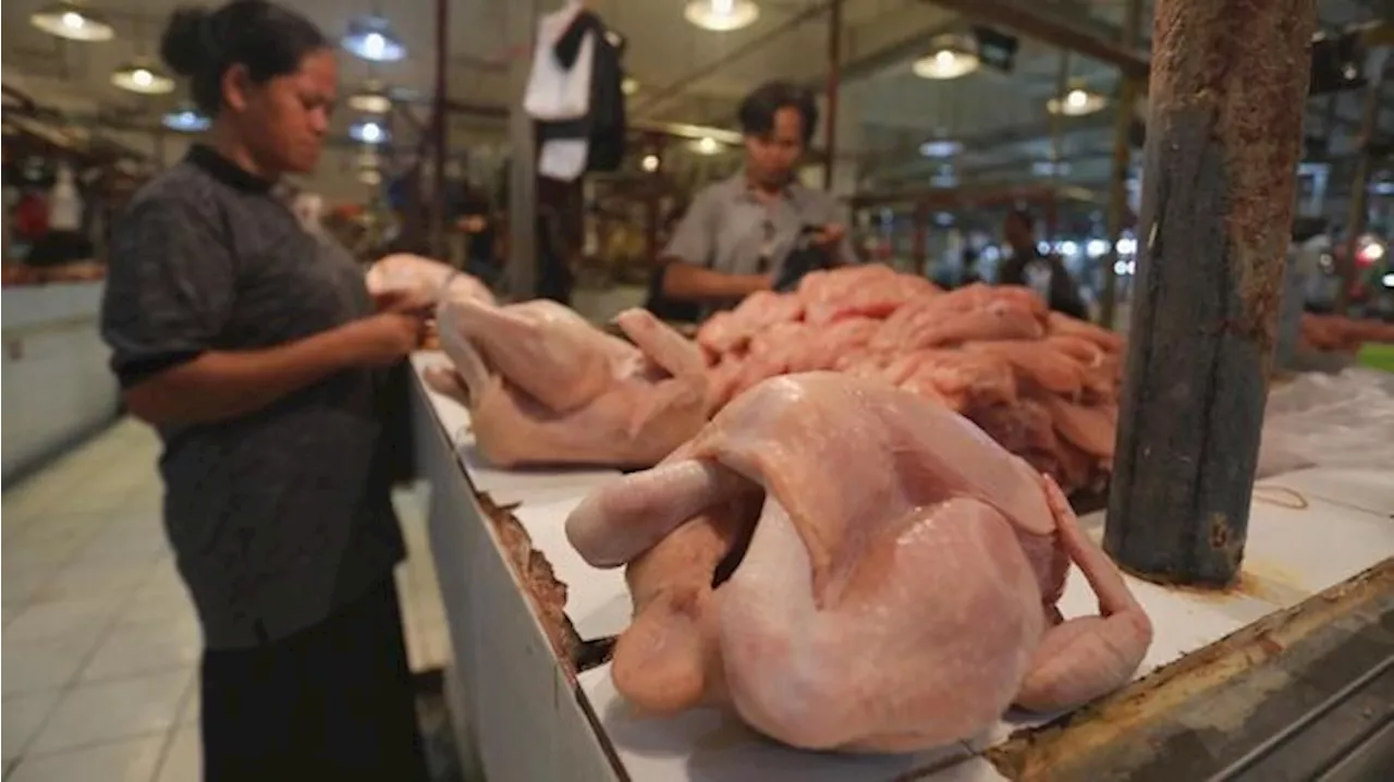 Daging Ayam Wajib Sertifikasi Halal, Pedagang: Aman & Bukan Ayam Tiren