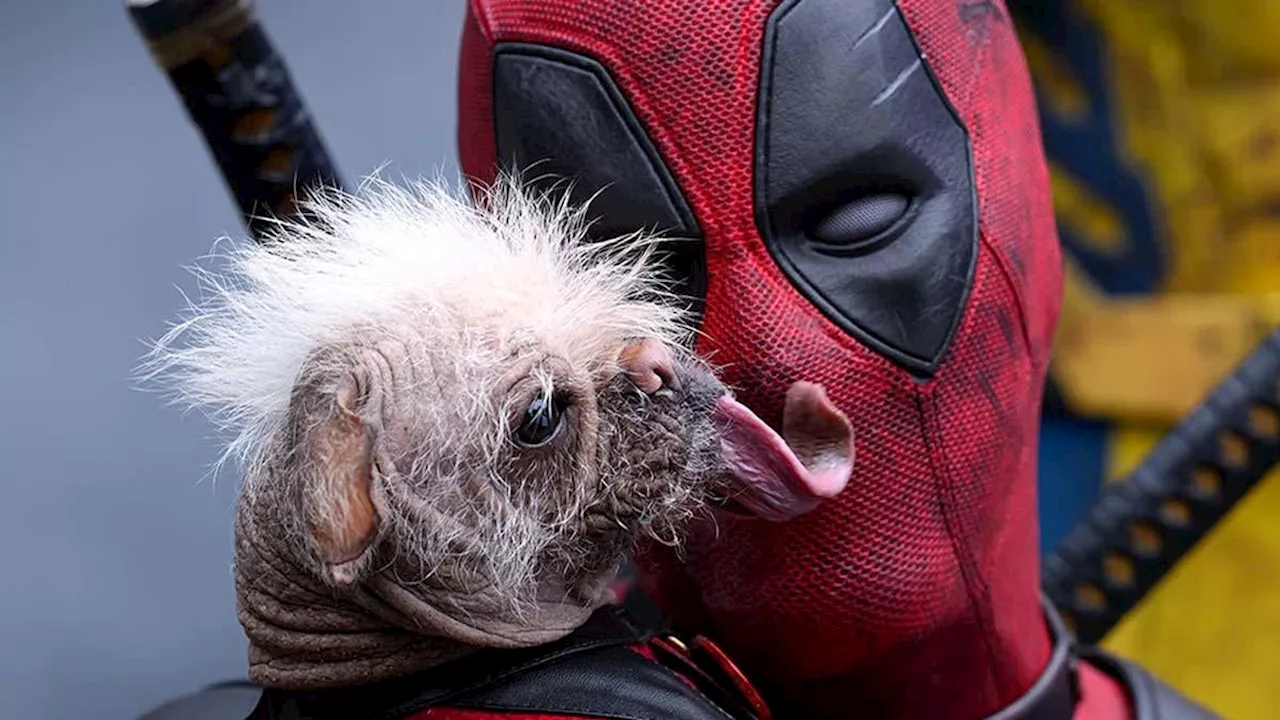 Deadpool & Wolverine: Meet Dogpool, Winner of Britain's Ugliest Dog Award