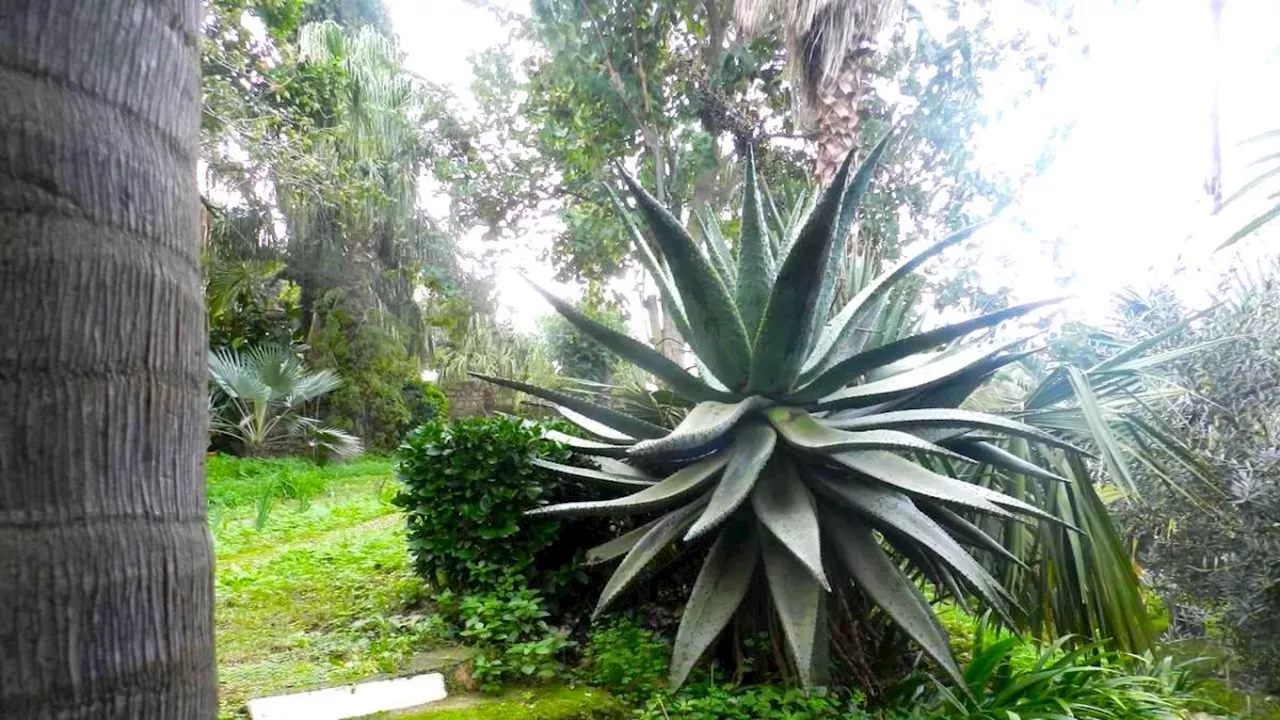 Il giardino delle palme di Gaeta: un Orto Botanico sul golfo che raccoglie 140 diverse specie