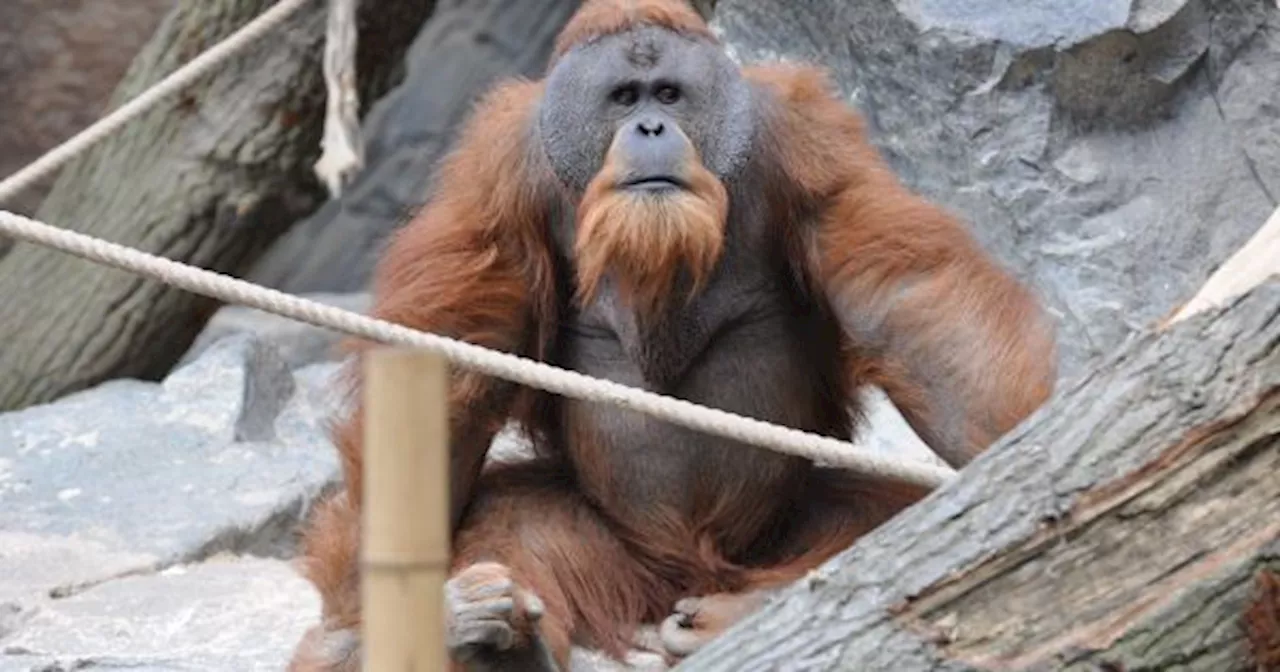 HALLAZGO SORPRENDENTE: un grupo de CIENTÍFICOS encontró a un ORANGUTÁN usando una PLANTA MEDICINAL para curars