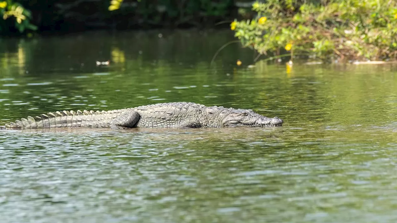 Mother throws her disabled six-year-old son into a crocodile-infested river where he is 'mauled to...