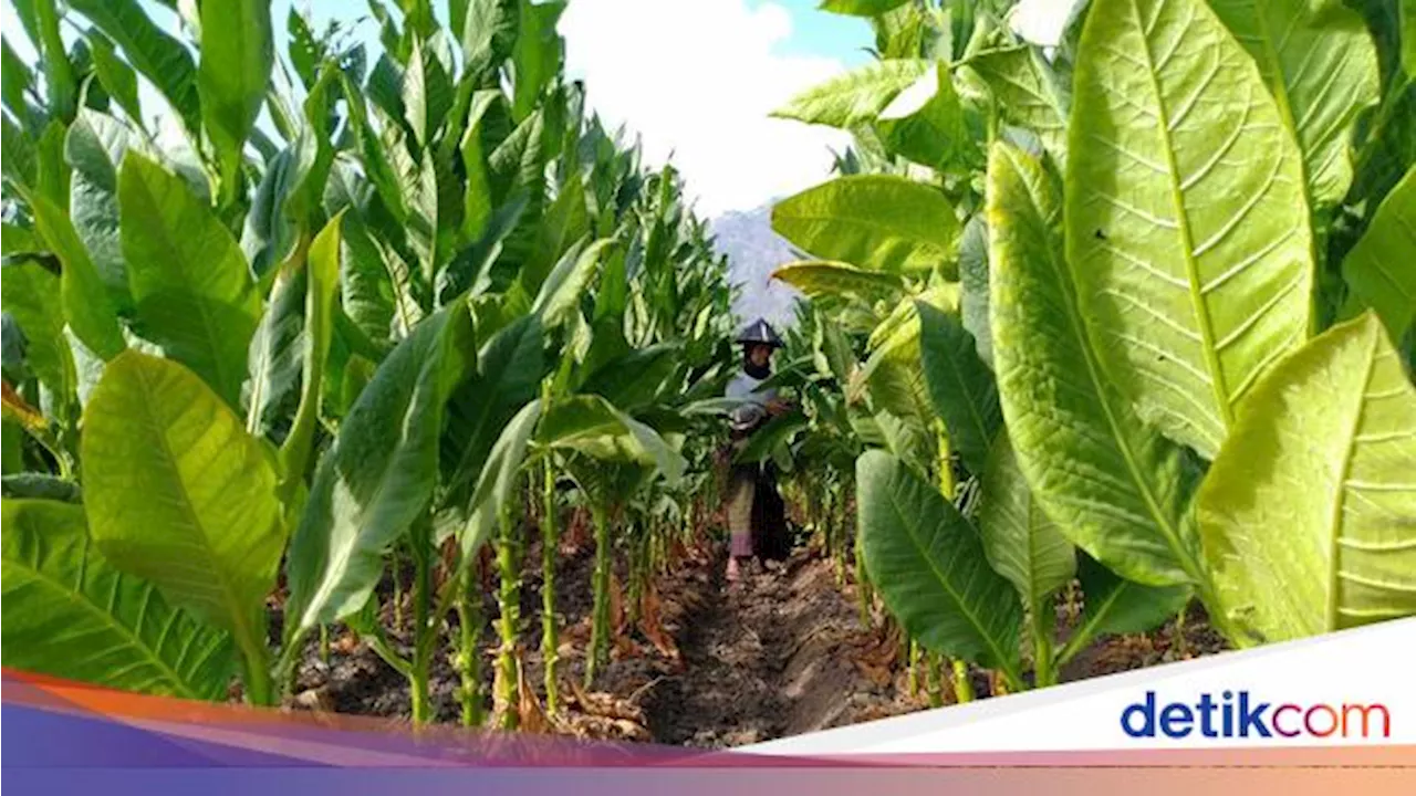 Aturan Produk Tembakau Makin Ketat, Industri-Petani Terancam