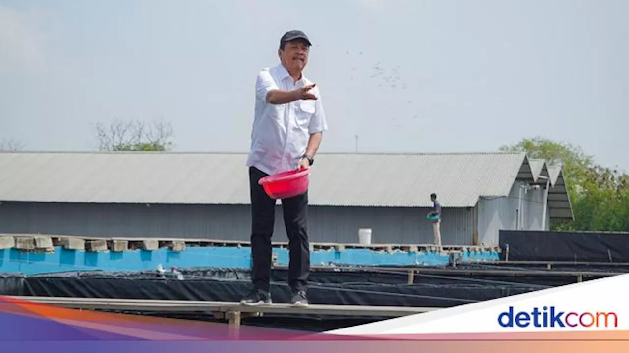 Melihat Budidaya Ikan Nila Salin yang Diresmikan Presiden Jokowi