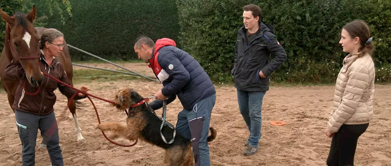 'Rabauken auf 4 Pfoten': Noch ein neues Rütter-Format bei RTL