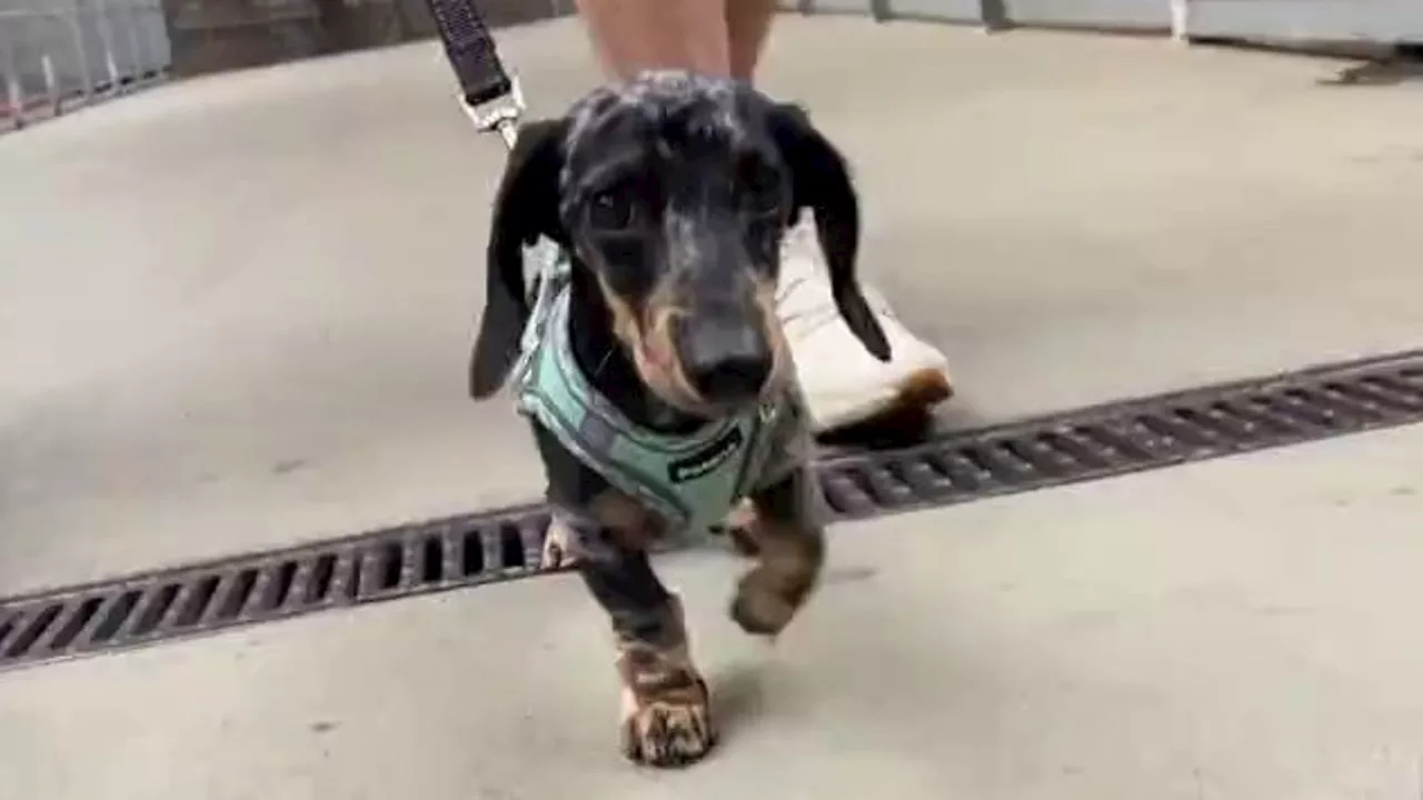 Phillies fans bring pets to celebrate Bark at the Park along with surprise adoptable dogs, cats