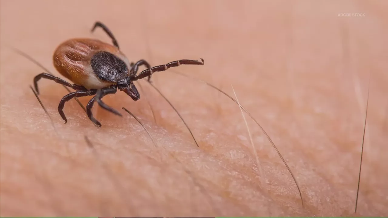 Tick season is here. These are ways you can protect yourself