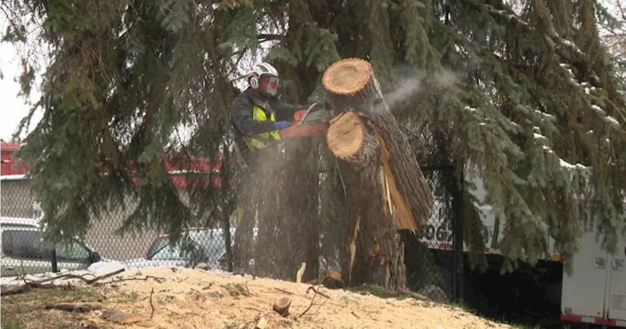 Gusts up to 90 km/h could be seen in Calgary on Tuesday: Environment Canada