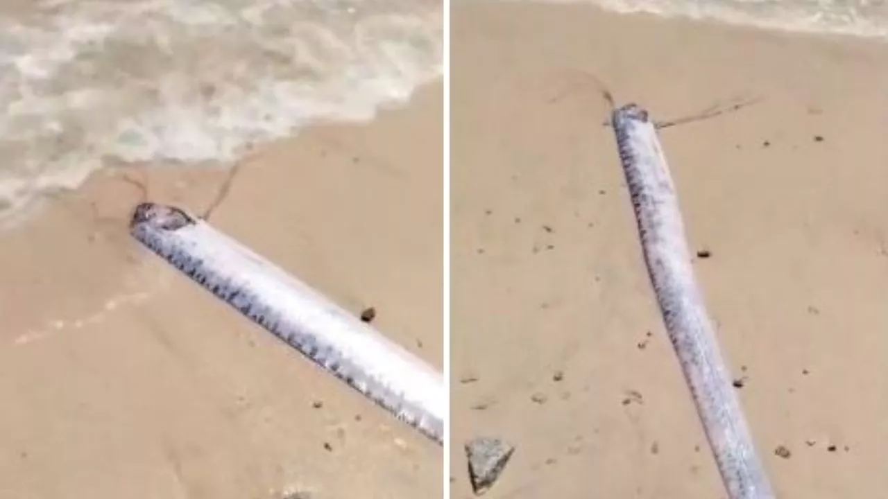 Hallan pez remo en playas de Baja California Sur, ¿presagia un terremoto?