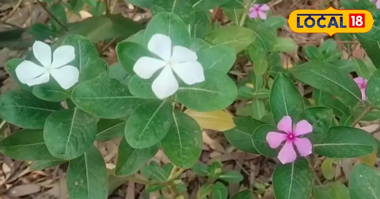 औषधीय गुणों की खान हैं ये चार पौधे, कई बीमारियों में रामबाण; घर के आसपास होते हैं उपलब्ध