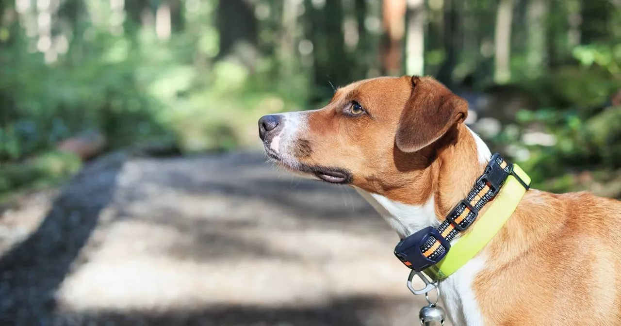 Use of electric collars on cats and dogs to be banned under new regulations