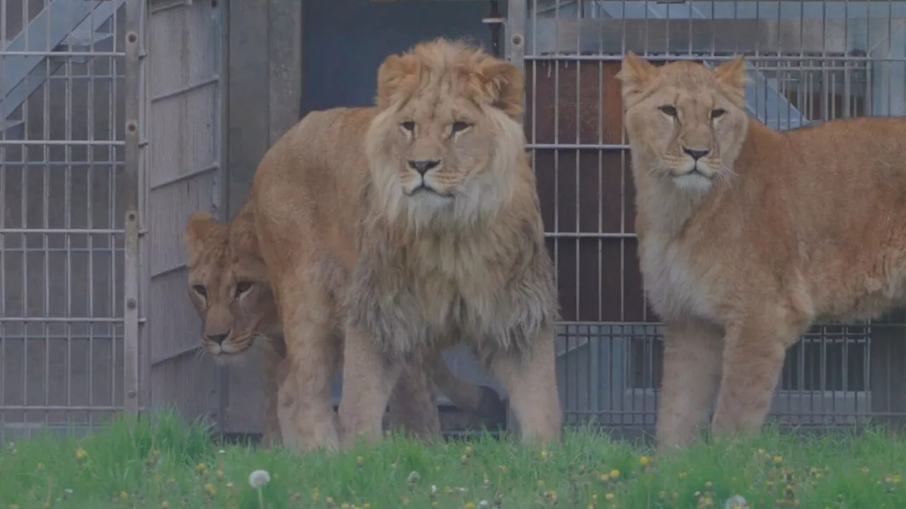 Lions rescued from war-torn Ukraine move into new reserve at Yorkshire Wildlife Park