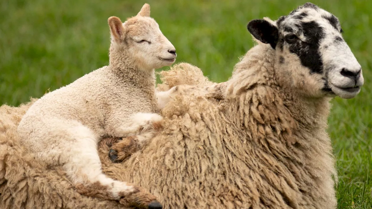What is bluetongue, how does it spread and why are farmers worried?