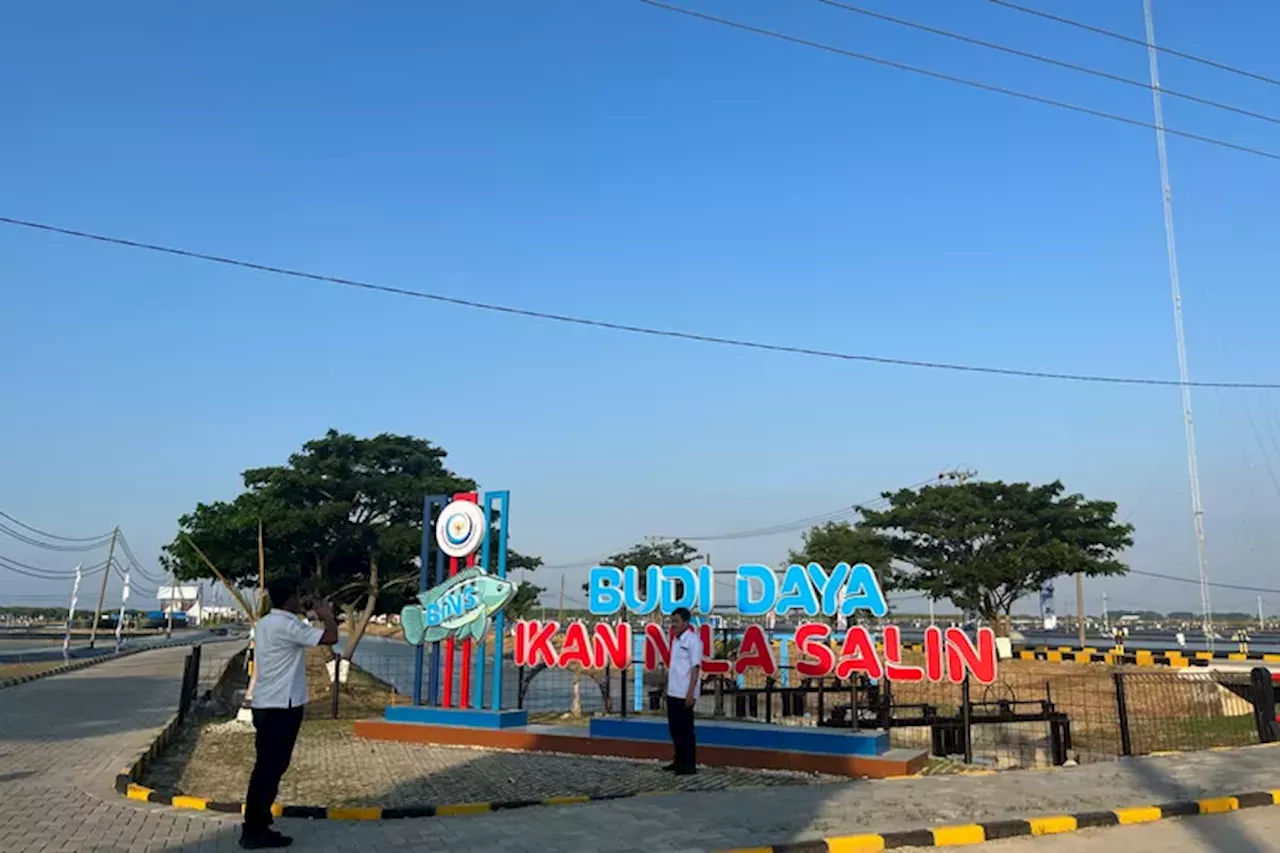 Besok, Presiden Jokowi akan Resmikan Modeling Budidaya Ikan Nila Salin Seluas 80 Hektare di Karawang