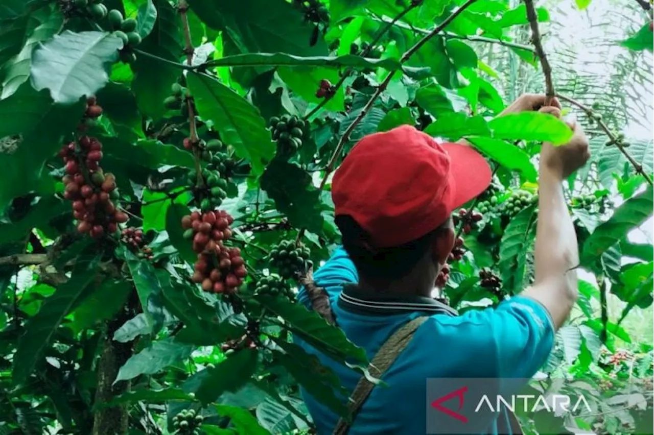 Aksi Pencurian Buah Kopi di Rejang Lebong Meningkat, Petani Diminta Waspada