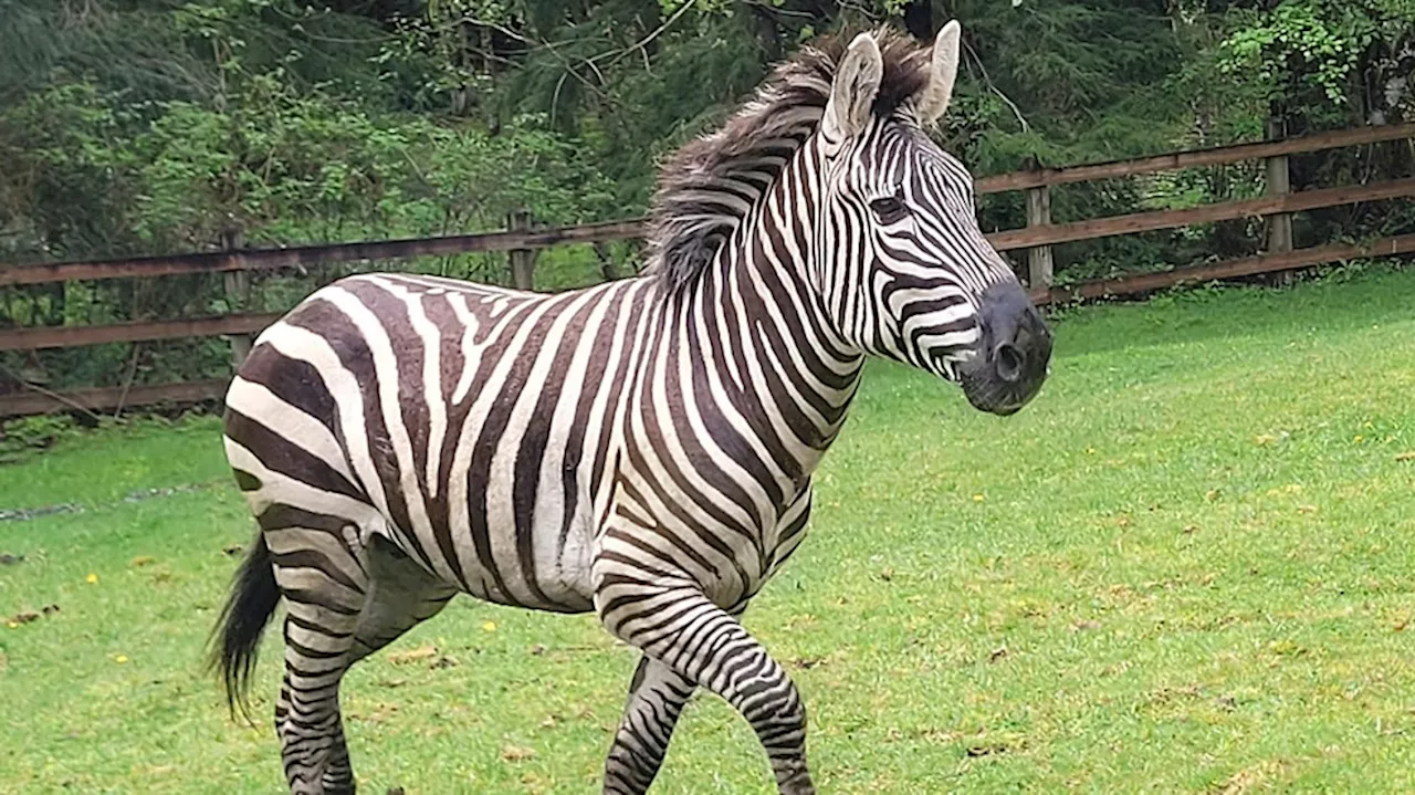 How to catch a zebra: Skagit County couple wrangles elusive animal