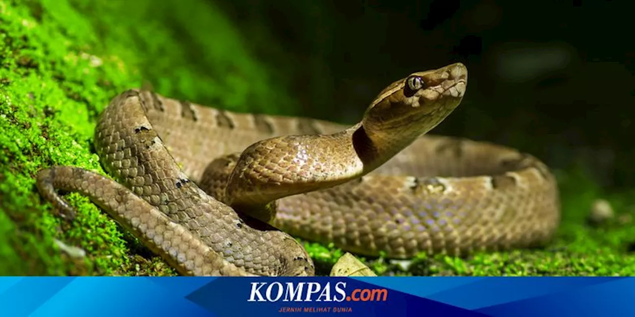 4 Aroma yang Menarik Ular Muncul ke Halaman Rumah, Segera Singkirkan