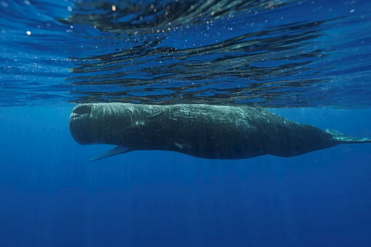 Scientists are learning the basic building blocks of sperm whale language after years of effort