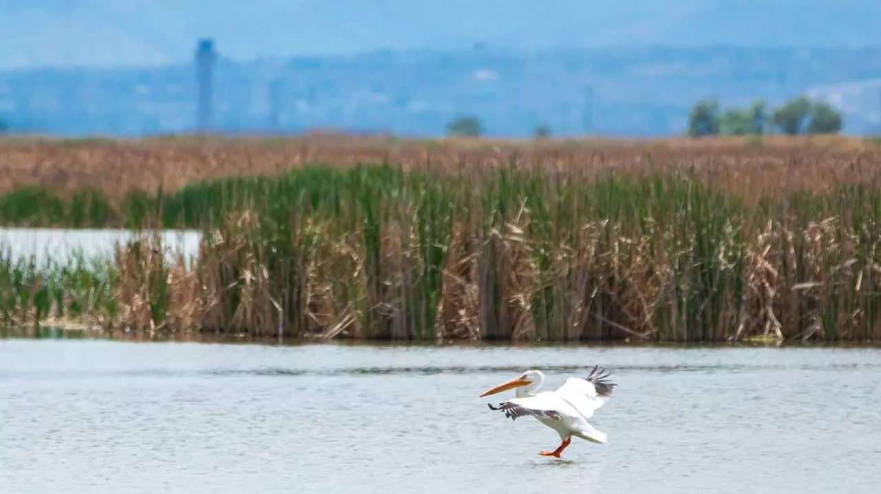 Pelicans return to nest at Great Salt Lake island for 1st time in 81 years