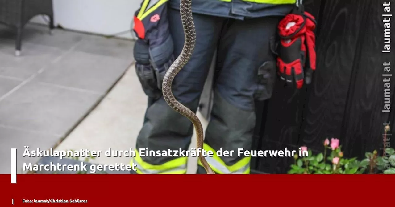 Äskulapnatter durch Einsatzkräfte der Feuerwehr in Marchtrenk gerettet