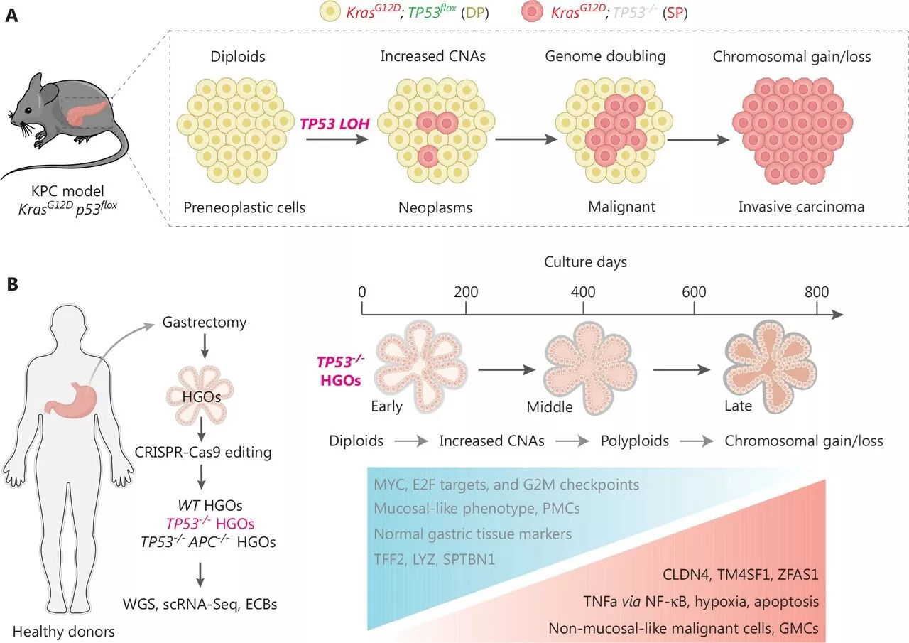 How TP53 gene loss drives gastric cancer evolution