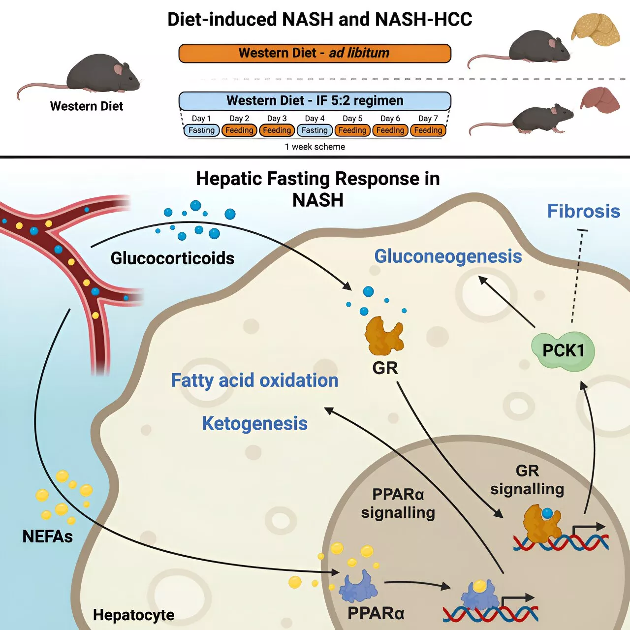 Mouse study shows intermittent fasting protects against liver inflammation and liver cancer