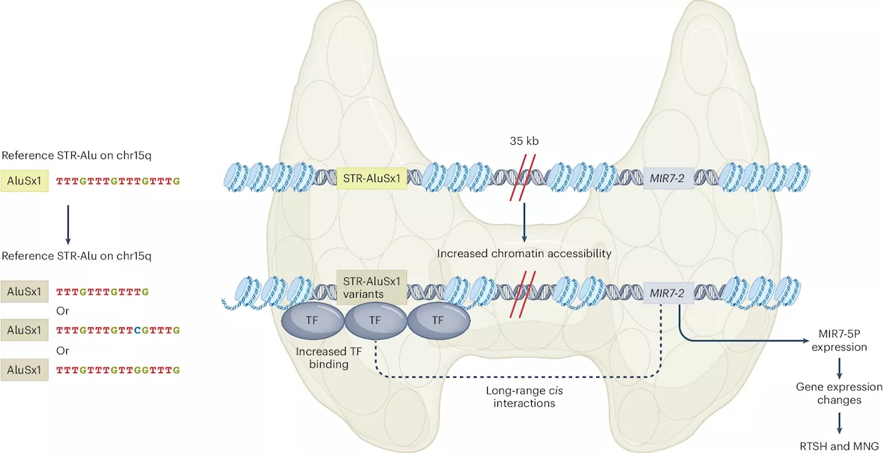 New genetic mutation identified for congenital thyroid condition