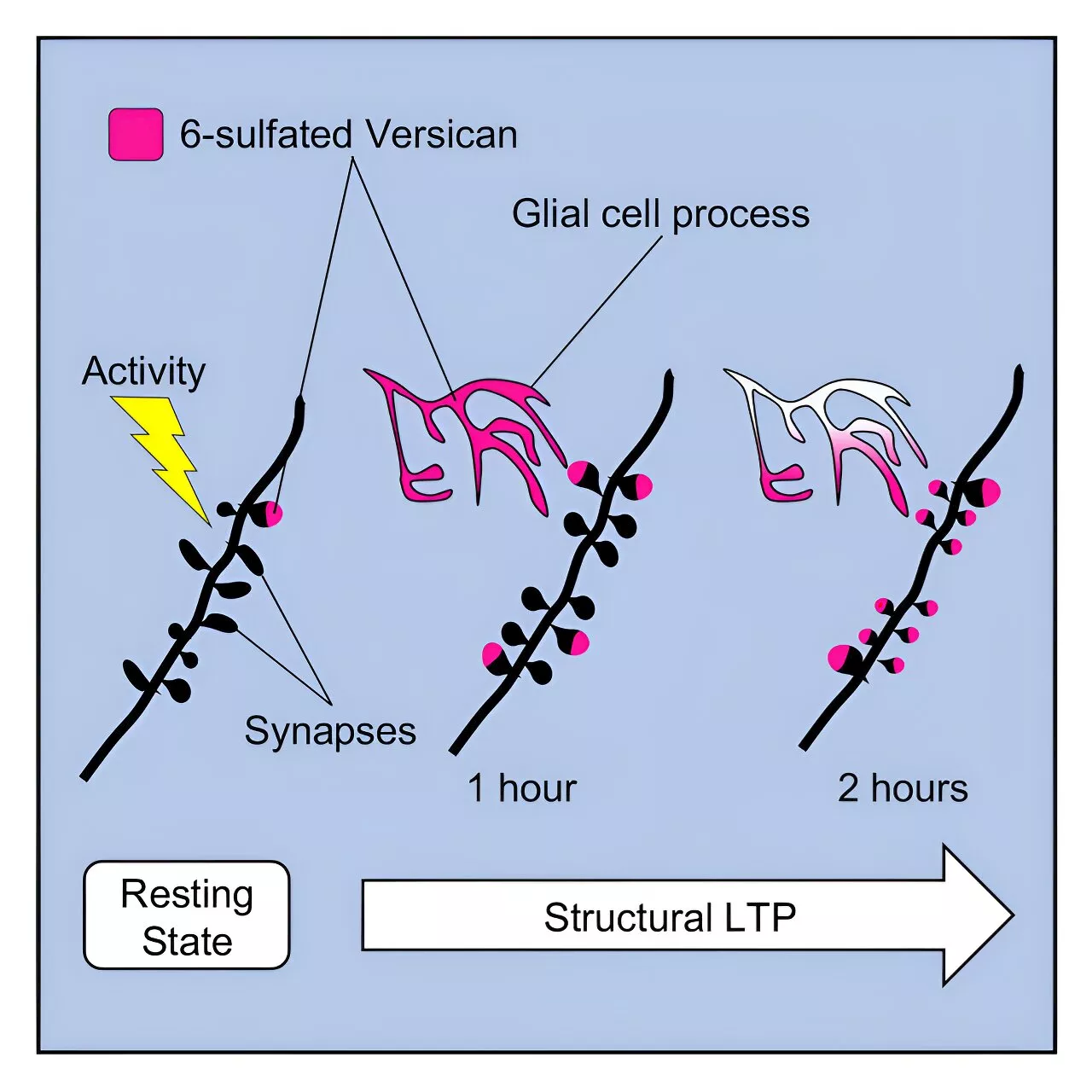 Researchers demonstrate a new mechanism of neural plasticity underlying learning and memory processes